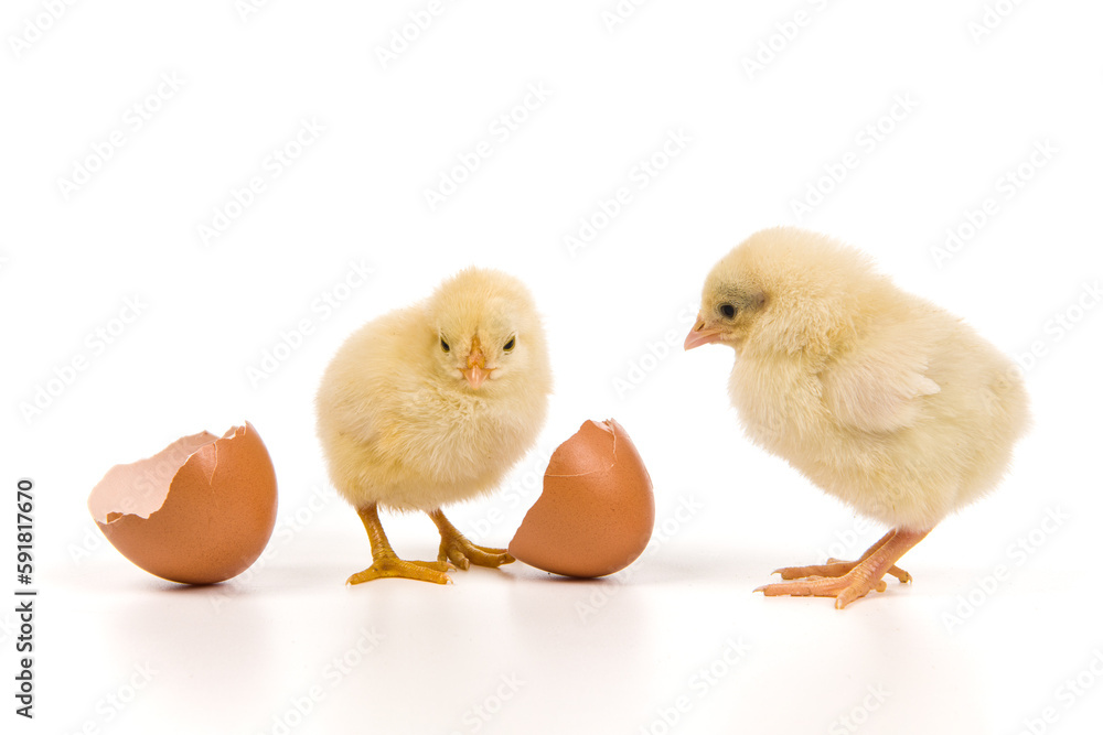 Yellow chick hatching from egg isolated on white background