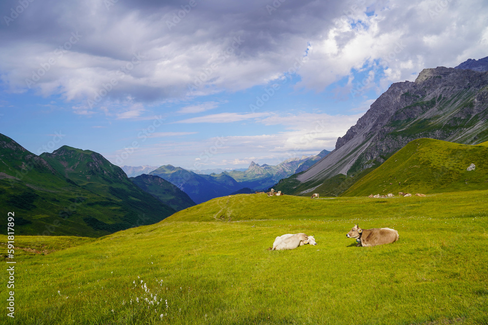 Peaceful Alpine landscape with grazing cows surrounded by green meadows and high mountains in Austria