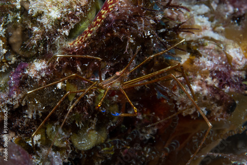 Yellowline arrow crab on reef photo