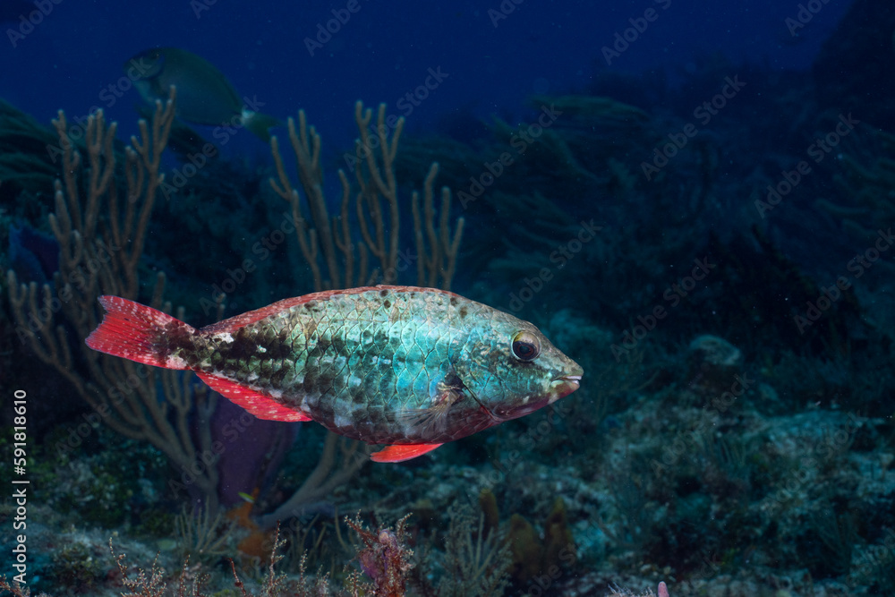 Juvenile redband parrotfish in reef