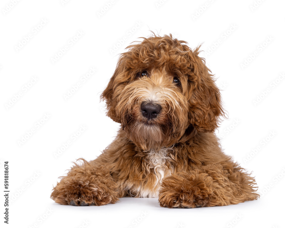 Cute Cobberdog aka Labradoodle dog, laying down facing front. Looking curious towards camera. isolated on white background. Cute Cobberdog aka Labradoodle dog, laying down facing front. Looking curious towards camera. isolated on white background.
