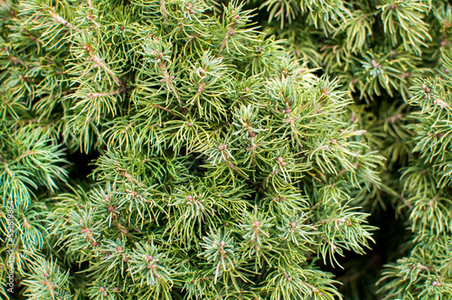 evergreen, spruce branches, small needle fir