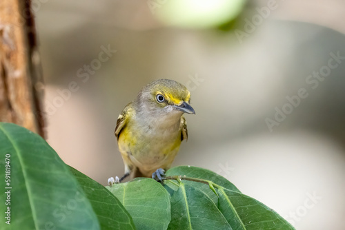 White eyed vireo closeup on a perch photo