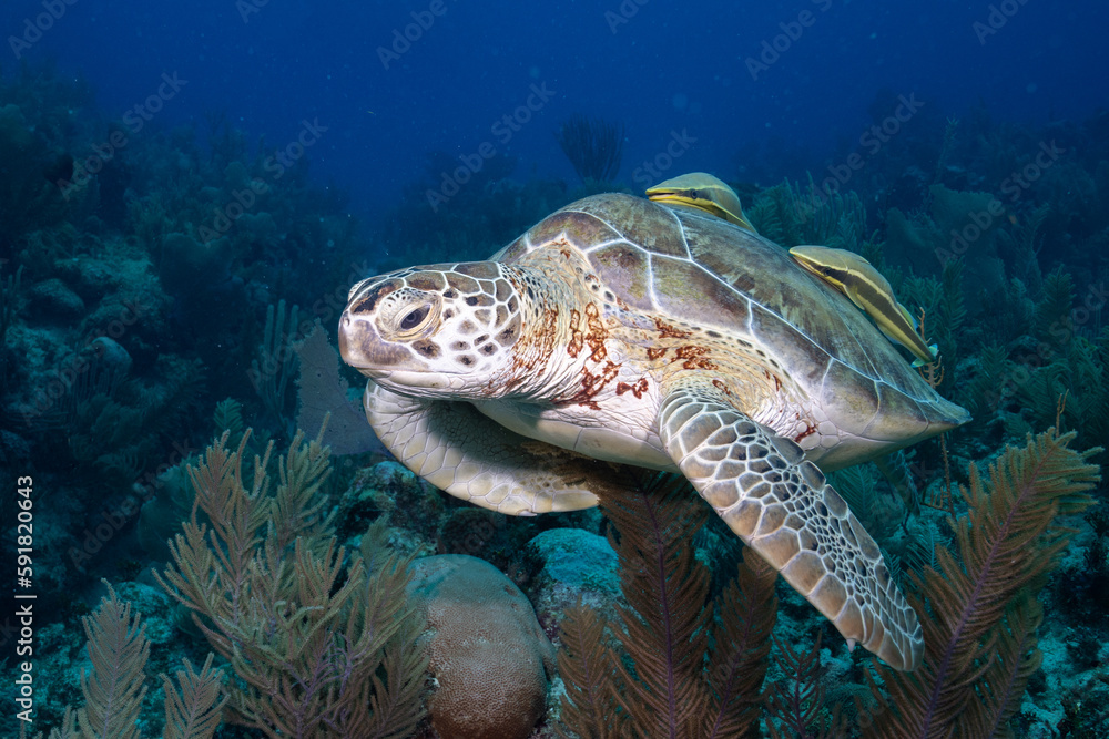 Green sea turtle swimming Green sea turtle swimming