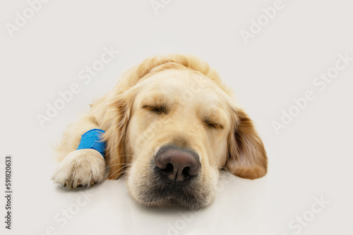 Portrait sick or ill golden retriever puppy dog lying down. Isolated on white background