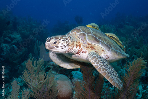 Green sea turtle swimming © Griffin