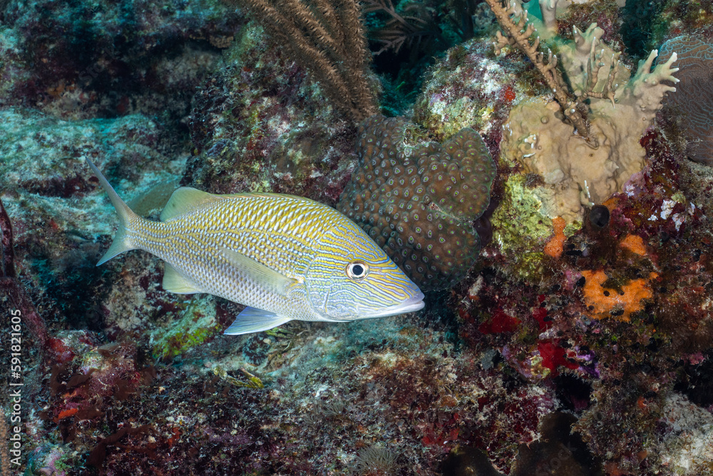 Bluestriped grunt in the Mesoamerican reef Bluestriped grunt in the Mesoamerican reef