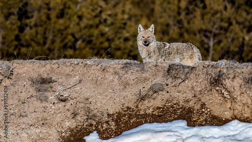 Coyote Standing on Ridge
