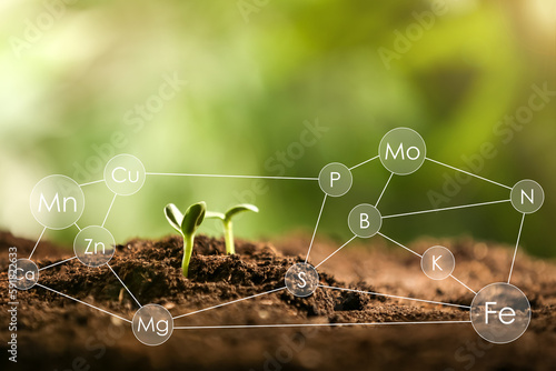 Young seedlings growing in soil and scheme with chemical elements