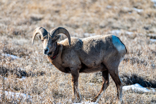 Bighorn Sheep Ram with Radio Collar