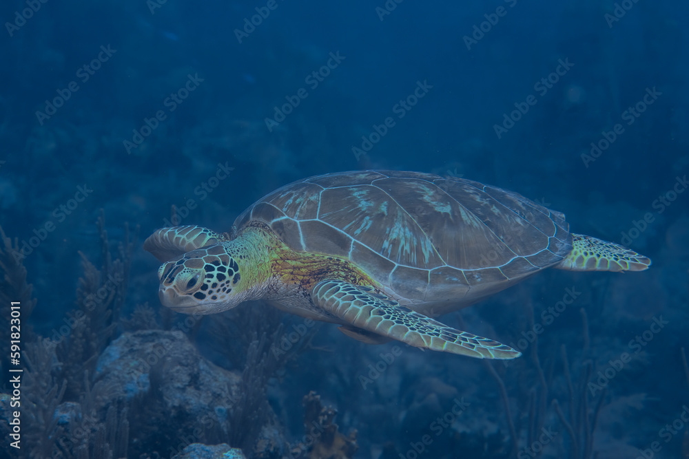 Obraz premium Green sea turtle