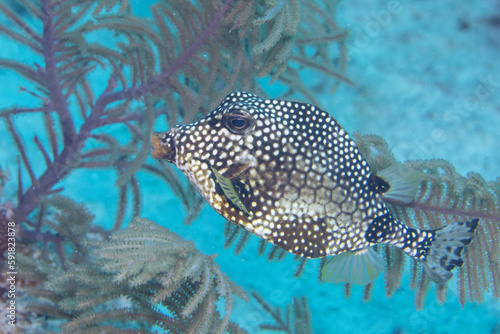 Smooth trunkfish swimming in the reef