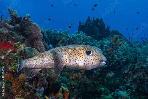 Porcupinefish swimming in the reef © Griffin