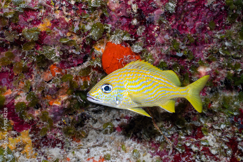 French grunt in the Mesoamerican reef photo