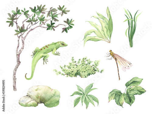 Fotografia Floral set with tropical plants and tree, green lizard and dragonfly, stones with moss, watercolor isolated illustration for your design
