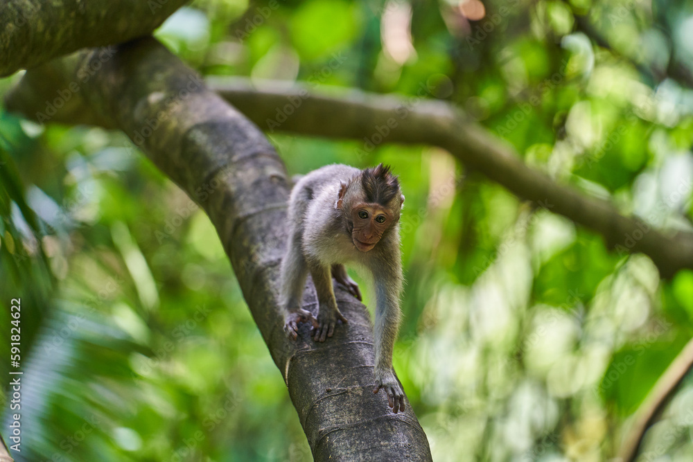 Squirrel monkey on a tree in the rainforest of Costa Rica Squirrel monkey on a tree in the rainforest of Costa Rica