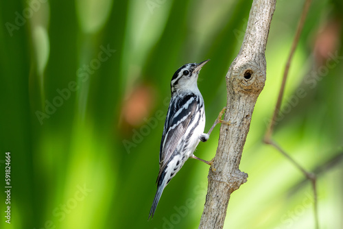 Black and white warbler on a perch photo