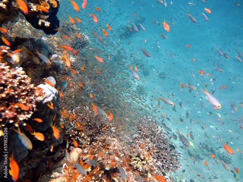 Fototapeta Naklejka Na Ścianę i Meble -  red sea fish and hard coral reef