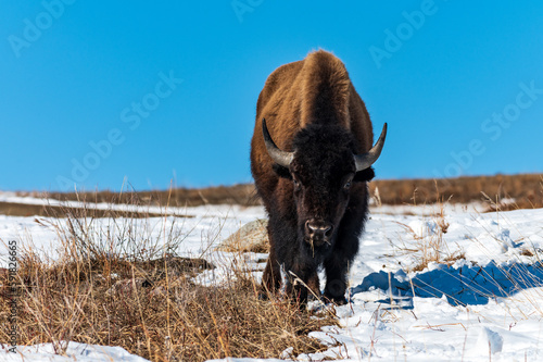Bison Bull Grazing in Winter