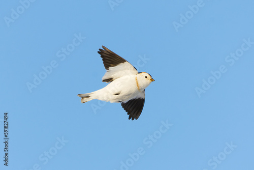 Snow bunting (Plectrophenax nivalis) flying in the blue sky in early spring.