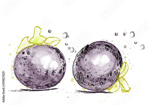 Mangosteen fruits vector watercolor label