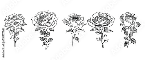 The Five Roses Coloring Book showcases five distinct roses, each with its unique design, portrayed through captivating illustrations.