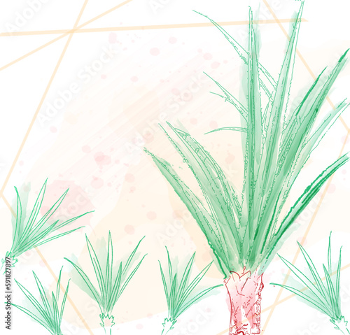 Aloe vera card Vector tropical watercolor