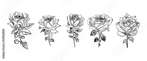 Fototapeta Naklejka Na Ścianę i Meble -  The Five Roses Coloring Book showcases five distinct roses, each with its unique design, portrayed through captivating illustrations.