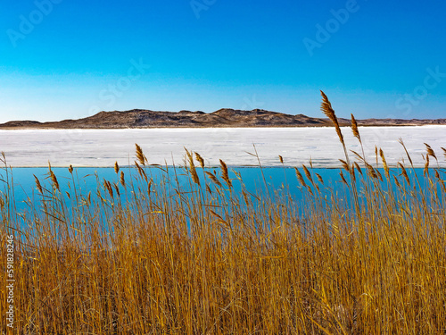 Grass on the Shore of Big Alkali Lake