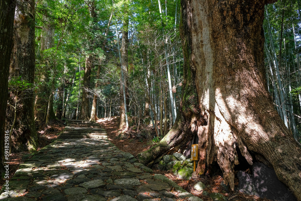 Daimon-zaka is a famous slope is part of the Kumano Kodo, one of Japan's three great pilgrimage routes, Nachikatsuura, Japan. Daimon-zaka is a famous slope is part of the Kumano Kodo, one of Japan's three great pilgrimage routes, Nachikatsuura, Japan.