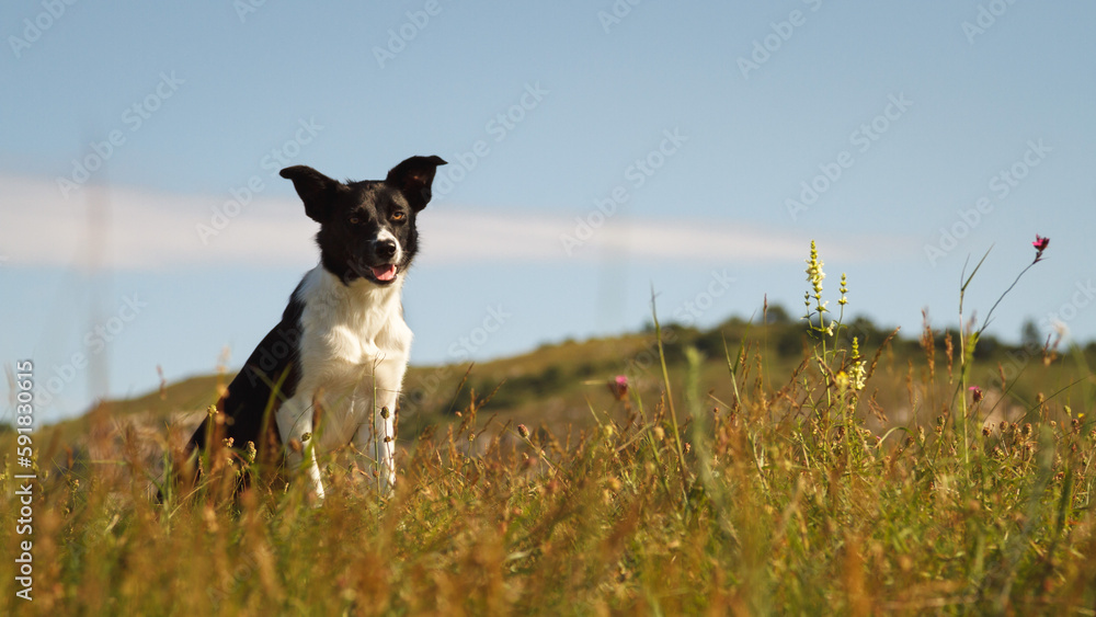 cute border collie dog sitting on a hill top on a hot summer day