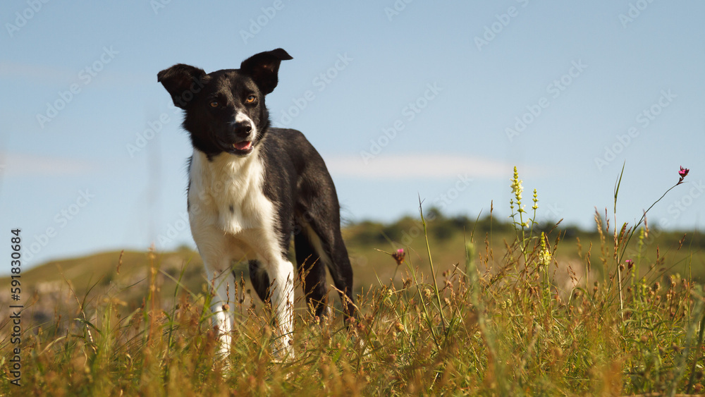 cute border collie dog standing on a hill top on a hot summer day