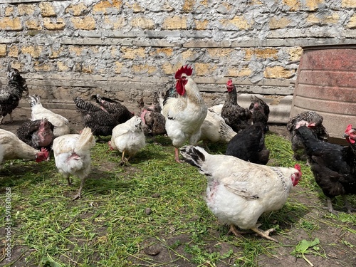 chickens on farm