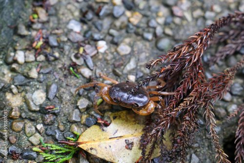 crab on land © Ulf Schumann