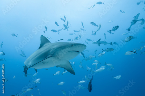 Photography Bull shark