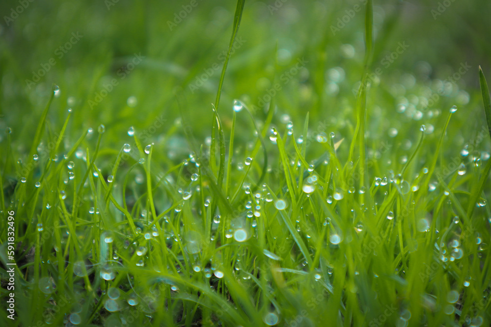 Morning dew on a green grass in early spring. Morning dew on a green grass in early spring.