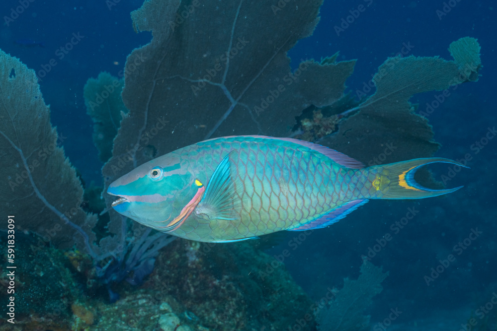 Naklejka premium Stoplight parrotfish