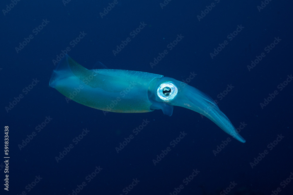 Fototapeta premium Caribbean reef squid