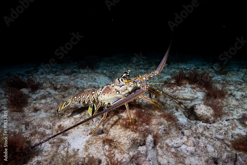 Caribbean spiny lobster in the reef at night