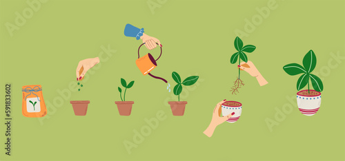 Plant growing stages. Timeline infographic of planting houseplant process. Home gardening and plants care concept. Vector illustration.
