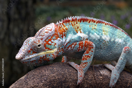 The male panther chameleon is walking on a tree trunk  exposing the beauty of its body color to attract the attention of the female.