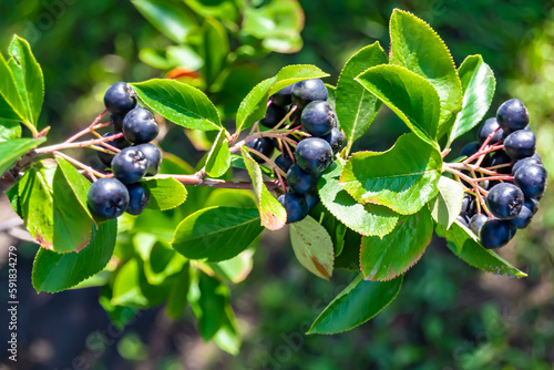 Photography on theme beautiful berry branch aronia bush photo