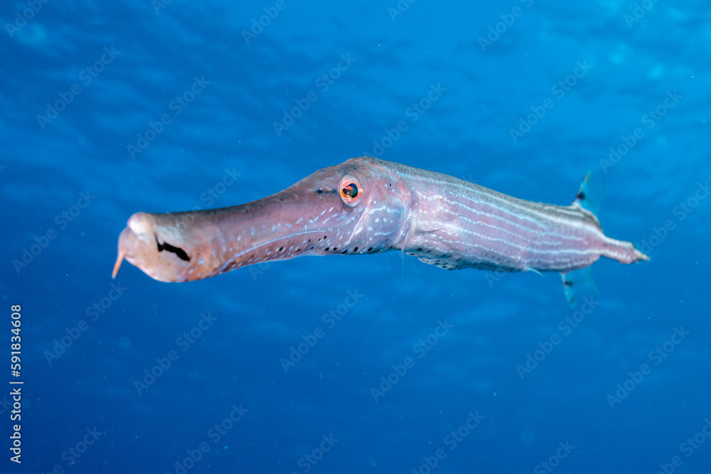 Fototapeta premium Trumpetfish in open water 
