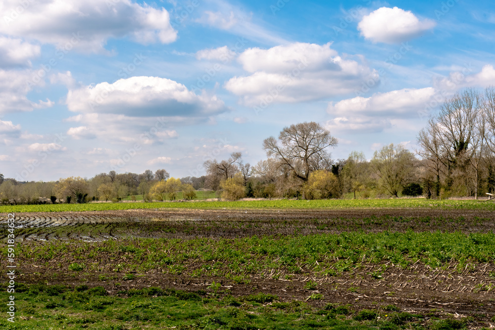 Agricultura field with slight cloud cover and blue skys. Munden estate watford hertfordshire Agricultura field with slight cloud cover and blue skys. Munden estate watford hertfordshire