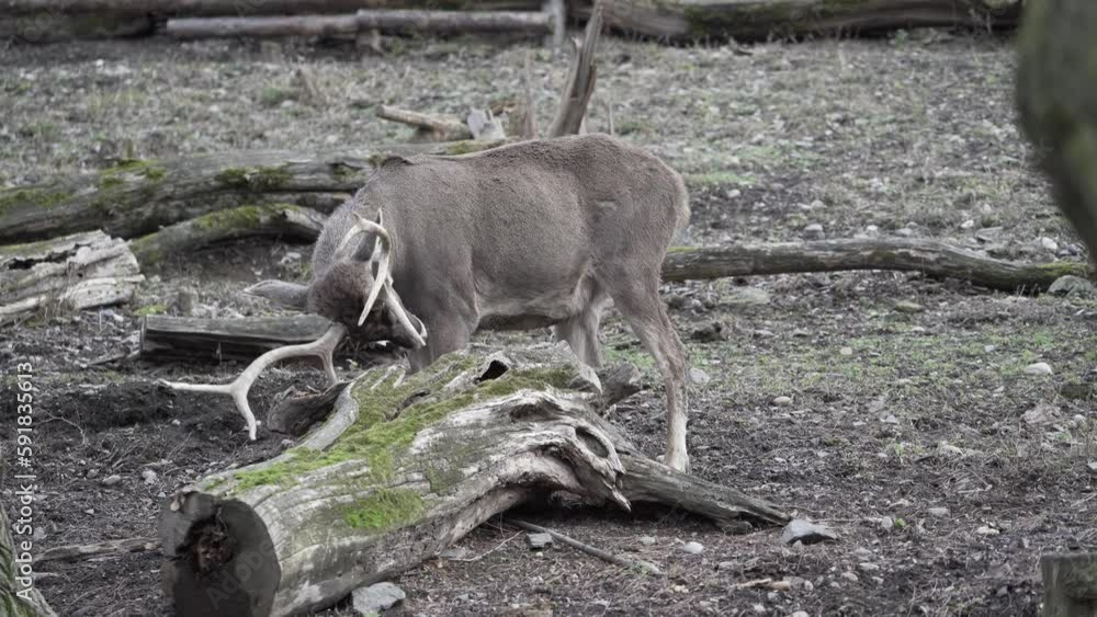 Gray Reindeer deer in a field surrounded by died tree branches Gray Reindeer deer in a field surrounded by died tree branches
