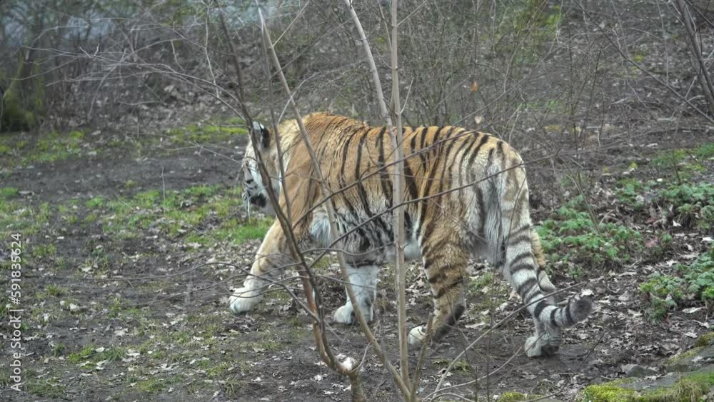 View of big tiger walking through forest View of big tiger walking through forest