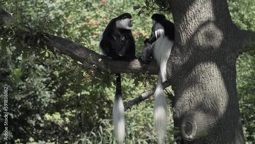 Adorable black and white colobus monkeys sitting on a tree branch