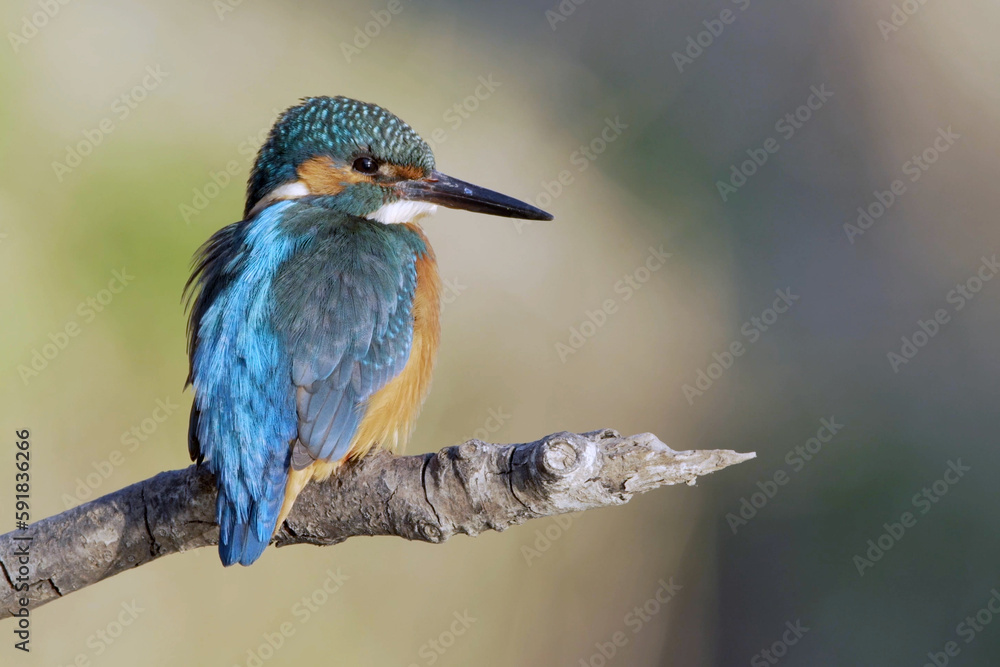 Closeup of a tiny adorable kingfisher bird on a tree branch against a blurry background Closeup of a tiny adorable kingfisher bird on a tree branch against a blurry background