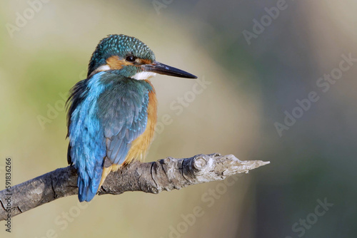 Closeup of a tiny adorable kingfisher bird on a tree branch against a blurry background