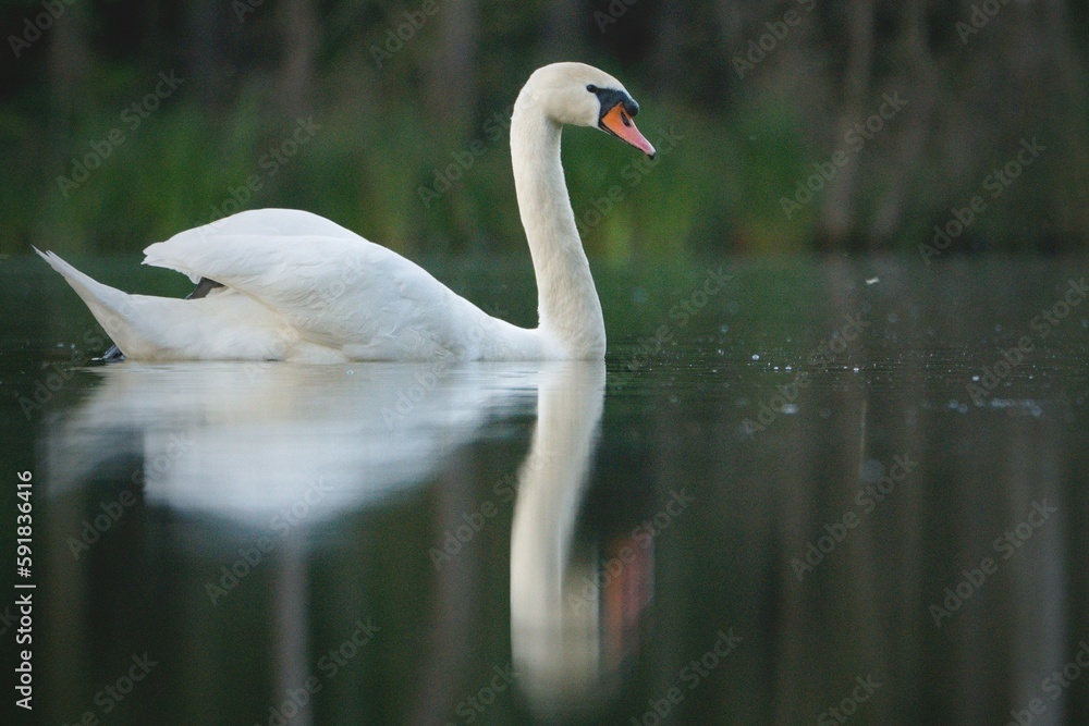 Obraz premium White graceful swan floating in the lake